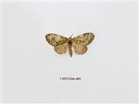 藏品(褐斑綠舟蛾)的圖片